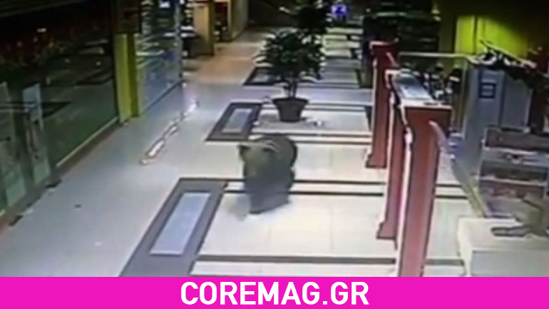 Video: Αρκούδα εισέβαλε σε εμπορικό κέντρο στην Ρωσία